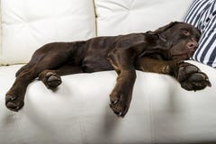 Το καφετί retriever του Λαμπραντόρ σοκολάτας σκυλί κοιμάται στον καναπέ με το μαξιλάρι ύπνος καναπέδων Νέο χαριτωμένο λατρευτό κο Στοκ Εικόνα Το καφετί retriever του Λαμπραντόρ σοκολάτας σκυλί κοιμάται στον καναπέ με το μαξιλάρι ύπνος καναπέδων Νέο χαριτωμένο λατρευτό κο Στοκ Εικόνα