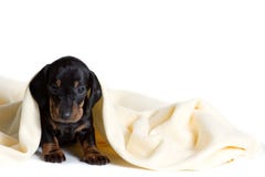 Το λατρευτό dachshund puppie κοιτάζει έξω από κάτω από το μαλακό θερμό κάλυμμα Bask στο κρεβάτι Κρύψιμο από το κρύο στοκ εικόνα με δικαίωμα ελεύθερης χρήσης Το λατρευτό dachshund puppie κοιτάζει έξω από κάτω από το μαλακό θερμό κάλυμμα Bask στο κρεβάτι Κρύψιμο από το κρύο στοκ εικόνα με δικαίωμα ελεύθερης χρήσης