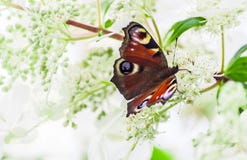 Το μάτι πεταλούδων peacock κάθεται σε έναν θάμνο hydrangea στοκ εικόνα με δικαίωμα ελεύθερης χρήσης Το μάτι πεταλούδων peacock κάθεται σε έναν θάμνο hydrangea στοκ εικόνα με δικαίωμα ελεύθερης χρήσης