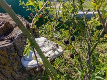 Το μανιτάρι μορίων στον παλαιό φυτεύει με θάμνους πέρυσι στοκ εικόνες Το μανιτάρι μορίων στον παλαιό φυτεύει με θάμνους πέρυσι στοκ εικόνες