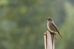 Το μαύρο redstart φρουρεί τη φωλιά του στοκ εικόνες Το μαύρο redstart φρουρεί τη φωλιά του στοκ εικόνες