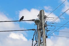 Το μαύρο κοράκι κάθεται στα ηλεκτρικά καλώδια κοντά στο συγκεκριμένο στυλοβάτη Μεταφορά της ηλεκτρικής ενέργειας και οικολογία το στοκ φωτογραφίες με δικαίωμα ελεύθερης χρήσης Το μαύρο κοράκι κάθεται στα ηλεκτρικά καλώδια κοντά στο συγκεκριμένο στυλοβάτη Μεταφορά της ηλεκτρικής ενέργειας και οικολογία το στοκ φωτογραφίες με δικαίωμα ελεύθερης χρήσης