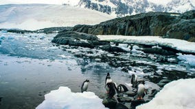 Το με μακριά ουρά gentoo penguin είναι ένα είδος penguin στο γένος Pygoscelis, ανταρκτική χερσόνησος, Ανταρκτική στοκ εικόνα Το με μακριά ουρά gentoo penguin είναι ένα είδος penguin στο γένος Pygoscelis, ανταρκτική χερσόνησος, Ανταρκτική στοκ εικόνα