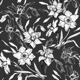 Το μονοχρωματικό floral άνευ ραφής σχέδιο με το χέρι που σύρεται ανθίζει daffodils, νάρκισσοι διανυσματική απεικόνιση Το μονοχρωματικό floral άνευ ραφής σχέδιο με το χέρι που σύρεται ανθίζει daffodils, νάρκισσοι διανυσματική απεικόνιση