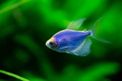 Το μπλε τετρα glofish στοκ φωτογραφίες Το μπλε τετρα glofish στοκ φωτογραφίες