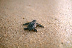 Το μωρό turt κάνει κάνει στοκ εικόνες Το μωρό turt κάνει κάνει στοκ εικόνες