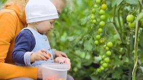 Το μωρό και η γιαγιά επιλέγουν τις ντομάτες απόθεμα βίντεο Το μωρό και η γιαγιά επιλέγουν τις ντομάτες απόθεμα βίντεο