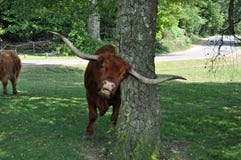 Το νέο δασικό Bull που τρίβει τα κέρατα στοκ εικόνα με δικαίωμα ελεύθερης χρήσης Το νέο δασικό Bull που τρίβει τα κέρατα στοκ εικόνα με δικαίωμα ελεύθερης χρήσης