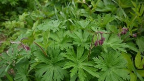 Το νερό avens, πορφυρά avens Geum rivale αυξάνεται στα έλη και τα υγρά λιβάδια Μήκος σε πόδηα που αυξάνεται τη στατική κάμερα κον φιλμ μικρού μήκους Το νερό avens, πορφυρά avens Geum rivale αυξάνεται στα έλη και τα υγρά λιβάδια Μήκος σε πόδηα που αυξάνεται τη στατική κάμερα κον φιλμ μικρού μήκους
