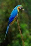 Το πορτρέτο του μπλε-και-κίτρινου macaw, ararauna Ara, επίσης γνωστό ως μπλε-και-χρυσό macaw, είναι ένας μεγάλος νότος - αμερικαν Στοκ φωτογραφία με δικαίωμα ελεύθερης χρήσης Το πορτρέτο του μπλε-και-κίτρινου macaw, ararauna Ara, επίσης γνωστό ως μπλε-και-χρυσό macaw, είναι ένας μεγάλος νότος - αμερικαν Στοκ φωτογραφία με δικαίωμα ελεύθερης χρήσης