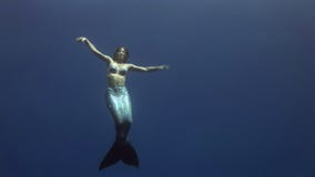 Το πρότυπο υποβρύχιο κοστούμι γοργόνων νέων κοριτσιών στο μπλε υπόβαθρο θέτει στη Ερυθρά Θάλασσα απόθεμα βίντεο Το πρότυπο υποβρύχιο κοστούμι γοργόνων νέων κοριτσιών στο μπλε υπόβαθρο θέτει στη Ερυθρά Θάλασσα απόθεμα βίντεο