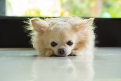 Το σκυλί Chihuahua καθορίζει στοκ εικόνες με δικαίωμα ελεύθερης χρήσης Το σκυλί Chihuahua καθορίζει στοκ εικόνες με δικαίωμα ελεύθερης χρήσης