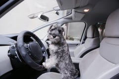 Το σκυλί κουταβιών Schnauzer κάθεται στο κάθισμα αυτοκινήτων στοκ εικόνες Το σκυλί κουταβιών Schnauzer κάθεται στο κάθισμα αυτοκινήτων στοκ εικόνες