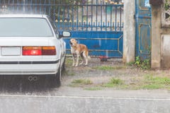 Το σκυλί περιμένει τον ιδιοκτήτη να ανοίξει την πόρτα ενώ η βροχή πέφτει στοκ εικόνα Το σκυλί περιμένει τον ιδιοκτήτη να ανοίξει την πόρτα ενώ η βροχή πέφτει στοκ εικόνα