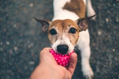 Το σκυλί του Jack Russell αρνείται να δώσει τη ρόδινη σφαίρα στον ιδιοκτήτη, υπόβαθρο αμμοχάλικου, το παιχνίδι σκυλιών με τον ιδι στοκ φωτογραφία Το σκυλί του Jack Russell αρνείται να δώσει τη ρόδινη σφαίρα στον ιδιοκτήτη, υπόβαθρο αμμοχάλικου, το παιχνίδι σκυλιών με τον ιδι στοκ φωτογραφία