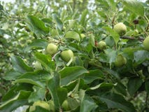 Το σύνολο κλάδων της Apple των πράσινων μήλων, κλείνει επάνω την άποψη Πτώσεις της βροχής στα πράσινα φύλλα Υπόβαθρο της φυλλώδου Στοκ Εικόνα Το σύνολο κλάδων της Apple των πράσινων μήλων, κλείνει επάνω την άποψη Πτώσεις της βροχής στα πράσινα φύλλα Υπόβαθρο της φυλλώδου Στοκ Εικόνα