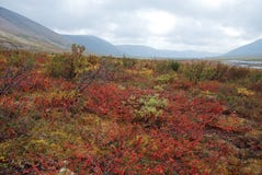 Ζωηρόχρωμο tundra. Στοκ Εικόνες Ζωηρόχρωμο tundra. Στοκ Εικόνες