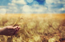 Το χέρι της Farmer κρατά πράσινο spikelet σίτου. Το χέρι της Farmer κρατά πράσινο spikelet σίτου.