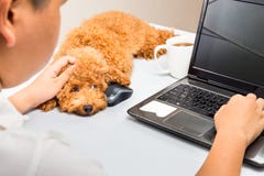 Το χαριτωμένο poodle κουτάβι συνοδεύει το πρόσωπο που εργάζεται με το φορητό προσωπικό υπολογιστή στο γραφείο γραφείων στοκ εικόνα με δικαίωμα ελεύθερης χρήσης Το χαριτωμένο poodle κουτάβι συνοδεύει το πρόσωπο που εργάζεται με το φορητό προσωπικό υπολογιστή στο γραφείο γραφείων στοκ εικόνα με δικαίωμα ελεύθερης χρήσης