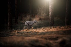 Το όμορφο γκρίζο ταϊλανδικό ridgeback τρέχει την πλήρη ταχύτητα στο δάσος φθινοπώρου στοκ εικόνα Το όμορφο γκρίζο ταϊλανδικό ridgeback τρέχει την πλήρη ταχύτητα στο δάσος φθινοπώρου στοκ εικόνα