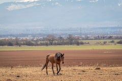 Το όμορφο τοπίο, μόνη καφετιά βοσκή αλόγων στον τομέα σανού, στο υπόβαθρο είναι βουνά χιονιού στοκ εικόνες με δικαίωμα ελεύθερης χρήσης Το όμορφο τοπίο, μόνη καφετιά βοσκή αλόγων στον τομέα σανού, στο υπόβαθρο είναι βουνά χιονιού στοκ εικόνες με δικαίωμα ελεύθερης χρήσης