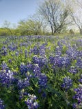 Τομέας Bluebonnet το πρωί στοκ εικόνες με δικαίωμα ελεύθερης χρήσης Τομέας Bluebonnet το πρωί στοκ εικόνες με δικαίωμα ελεύθερης χρήσης