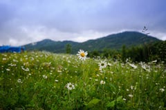 Τομέας Chamomile στα βουνά στοκ εικόνες Τομέας Chamomile στα βουνά στοκ εικόνες