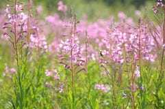 Τομέας Fireweed σε Yukon, Καναδάς στοκ εικόνες Τομέας Fireweed σε Yukon, Καναδάς στοκ εικόνες
