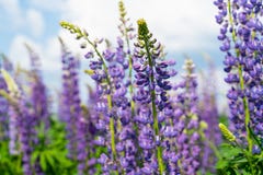 Τομέας Lupine με τα πορφυρά και μπλε λουλούδια Δέσμη του υποβάθρου θερινών λουλουδιών lupines Λούπινο στοκ φωτογραφία με δικαίωμα ελεύθερης χρήσης Τομέας Lupine με τα πορφυρά και μπλε λουλούδια Δέσμη του υποβάθρου θερινών λουλουδιών lupines Λούπινο στοκ φωτογραφία με δικαίωμα ελεύθερης χρήσης