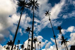 Τομέας Palmtree σε Salento Κολομβία στοκ εικόνες Τομέας Palmtree σε Salento Κολομβία στοκ εικόνες