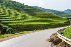 Τομέας ρυζιού terraced στο λόφο στην εθνική οδό στοκ εικόνες Τομέας ρυζιού terraced στο λόφο στην εθνική οδό στοκ εικόνες