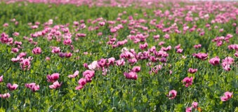 Τομέας της ρόδινης παπαρούνας οπίου, papaver - somniferum στοκ φωτογραφίες με δικαίωμα ελεύθερης χρήσης Τομέας της ρόδινης παπαρούνας οπίου, papaver - somniferum στοκ φωτογραφίες με δικαίωμα ελεύθερης χρήσης