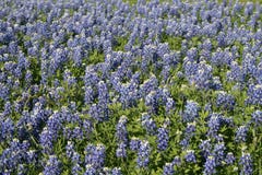 Τομέας του Τέξας των bluebonnets στοκ φωτογραφίες Τομέας του Τέξας των bluebonnets στοκ φωτογραφίες