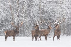 Τοπίο χειμερινής άγριας φύσης με elaphus Cervus τεσσάρων το ευγενές ελαφιών Κοπάδι του χιονισμένου κόκκινου αρσενικού ελαφιού ελα στοκ φωτογραφία με δικαίωμα ελεύθερης χρήσης Τοπίο χειμερινής άγριας φύσης με elaphus Cervus τεσσάρων το ευγενές ελαφιών Κοπάδι του χιονισμένου κόκκινου αρσενικού ελαφιού ελα στοκ φωτογραφία με δικαίωμα ελεύθερης χρήσης