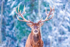 Τοπίο χειμερινής άγριας φύσης με τα ευγενή deers Cervus Elaphus Ελάφια με τα μεγάλα κέρατα με το χιόνι στο πρώτο πλάνο και εξέτασ στοκ εικόνα Τοπίο χειμερινής άγριας φύσης με τα ευγενή deers Cervus Elaphus Ελάφια με τα μεγάλα κέρατα με το χιόνι στο πρώτο πλάνο και εξέτασ στοκ εικόνα