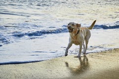 Τρέχοντας retriever σκυλί στα κύματα Άποψη ηλιοβασιλέματος της παραλίας στο Σάο Pedro Εστορίλ, Πορτογαλία - εικόνα στοκ εικόνα με δικαίωμα ελεύθερης χρήσης Τρέχοντας retriever σκυλί στα κύματα Άποψη ηλιοβασιλέματος της παραλίας στο Σάο Pedro Εστορίλ, Πορτογαλία - εικόνα στοκ εικόνα με δικαίωμα ελεύθερης χρήσης
