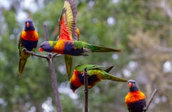 Τρία lorikeets στους παρακείμενους κλάδους με ένα άλλο πέταγμα από μπροστά στοκ φωτογραφία με δικαίωμα ελεύθερης χρήσης Τρία lorikeets στους παρακείμενους κλάδους με ένα άλλο πέταγμα από μπροστά στοκ φωτογραφία με δικαίωμα ελεύθερης χρήσης