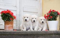 Τρία λατρευτά χρυσά retriever κουτάβια Στοκ Φωτογραφία Τρία λατρευτά χρυσά retriever κουτάβια Στοκ Φωτογραφία