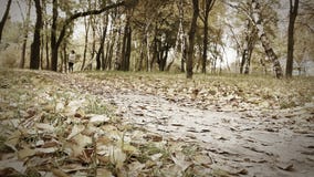 Τρεξίματα κοριτσιών με το κουτάβι λαγωνικών στο φθινοπωρινό πάρκο απόθεμα βίντεο Τρεξίματα κοριτσιών με το κουτάβι λαγωνικών στο φθινοπωρινό πάρκο απόθεμα βίντεο