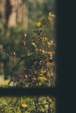 Τριανταφυλλιά στο ηλιοβασίλεμα άποψη από το παράθυρο του παλαιού σπιτιού στοκ φωτογραφίες Τριανταφυλλιά στο ηλιοβασίλεμα άποψη από το παράθυρο του παλαιού σπιτιού στοκ φωτογραφίες