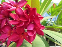 Τροπικά λουλούδια frangipani στοκ εικόνα με δικαίωμα ελεύθερης χρήσης Τροπικά λουλούδια frangipani στοκ εικόνα με δικαίωμα ελεύθερης χρήσης