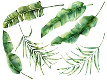 Τροπικά φύλλα δέντρων Watercolor καθορισμένα Χρωματισμένος χέρι εξωτικός κλάδος πρασινάδων μπανανών και καρύδων στο σκούρο μπλε υ απεικόνιση αποθεμάτων Τροπικά φύλλα δέντρων Watercolor καθορισμένα Χρωματισμένος χέρι εξωτικός κλάδος πρασινάδων μπανανών και καρύδων στο σκούρο μπλε υ απεικόνιση αποθεμάτων