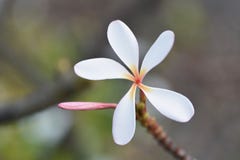 Τροπικό λουλούδι Plumeria από το νησί 2 της Χαβάης στοκ φωτογραφία Τροπικό λουλούδι Plumeria από το νησί 2 της Χαβάης στοκ φωτογραφία