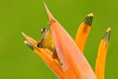 Τροπικός βάτραχος Stauffers Treefrog, staufferi Scinax, κάθισμα που κρύβεται στο πορτοκαλί λουλούδι άνθισης Βάτραχος στο τροπικό στοκ εικόνα Τροπικός βάτραχος Stauffers Treefrog, staufferi Scinax, κάθισμα που κρύβεται στο πορτοκαλί λουλούδι άνθισης Βάτραχος στο τροπικό στοκ εικόνα