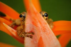 Τροπικός βάτραχος Stauffers Treefrog, staufferi Scinax, κάθισμα που κρύβεται στο πορτοκαλί λουλούδι άνθισης Βάτραχος στο τροπικό στοκ φωτογραφία Τροπικός βάτραχος Stauffers Treefrog, staufferi Scinax, κάθισμα που κρύβεται στο πορτοκαλί λουλούδι άνθισης Βάτραχος στο τροπικό στοκ φωτογραφία