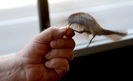 Τροφοδότης πουλιών στοκ εικόνα Τροφοδότης πουλιών στοκ εικόνα