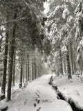 Τρόπος Goethe στο Brocken μέσω του εθνικού πάρκου Harz το χειμώνα στοκ εικόνα με δικαίωμα ελεύθερης χρήσης Τρόπος Goethe στο Brocken μέσω του εθνικού πάρκου Harz το χειμώνα στοκ εικόνα με δικαίωμα ελεύθερης χρήσης