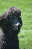 Τυποποιημένο μαύρο Poodle πραγματικά ζάλης κοντά επάνω στοκ φωτογραφία με δικαίωμα ελεύθερης χρήσης Τυποποιημένο μαύρο Poodle πραγματικά ζάλης κοντά επάνω στοκ φωτογραφία με δικαίωμα ελεύθερης χρήσης