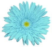 Τυρκουάζ λουλούδι gerbera, απομονωμένο λευκό υπόβαθρο με το ψαλίδισμα της πορείας closeup Καμία σκιά Για το σχέδιο Στοκ εικόνα με δικαίωμα ελεύθερης χρήσης Τυρκουάζ λουλούδι gerbera, απομονωμένο λευκό υπόβαθρο με το ψαλίδισμα της πορείας closeup Καμία σκιά Για το σχέδιο Στοκ εικόνα με δικαίωμα ελεύθερης χρήσης