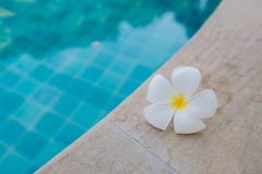 Υγρό λουλούδι Plumeria στη λίμνη στοκ φωτογραφίες με δικαίωμα ελεύθερης χρήσης Υγρό λουλούδι Plumeria στη λίμνη στοκ φωτογραφίες με δικαίωμα ελεύθερης χρήσης